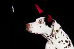 Dalmatian portrait