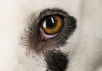 Dalmatian eye