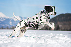 running Dalmatian