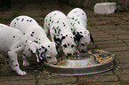 Dalmatian puppies