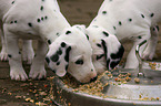 Dalmatian puppies