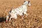 jumping Dalmatian