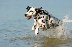 running Dalmatian