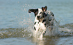 running Dalmatian