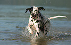 running Dalmatian