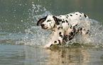 running Dalmatian