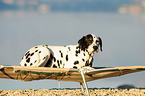 lying Dalmatian