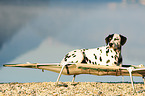 lying Dalmatian