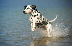 running Dalmatian