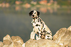 sitting Dalmatian