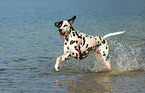 running Dalmatian