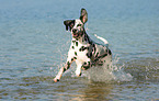 running Dalmatian