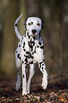 walking Dalmatian