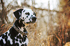 Dalmatian portrait