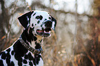 Dalmatian portrait