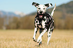running Dalmatian