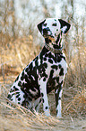 sitting Dalmatian