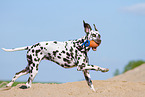 playing Dalmatian