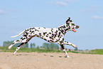 running Dalmatian