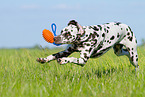 playing Dalmatian