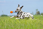 playing Dalmatian