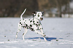 Dalmatian in winter