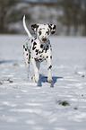 Dalmatian in winter