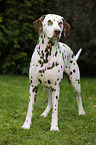 Dalmatian