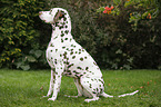 sitting Dalmatian