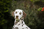 Dalmatian Portrait