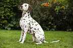 sitting Dalmatian