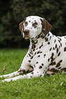 lying Dalmatian