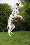 jumping Dalmatian