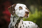 Dalmatian Portrait