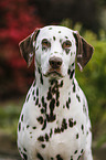 Dalmatian Portrait