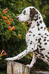 Dalmatian