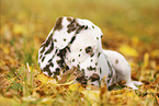 Dalmatian Puppy