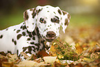 Dalmatian Puppy