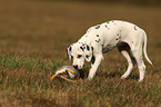 Dalmatian Puppy