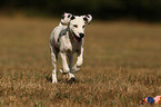 running Dalmatian Puppy