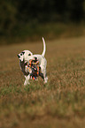 Dalmatian Puppy