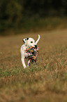 running Dalmatian Puppy
