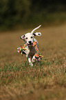 running Dalmatian Puppy