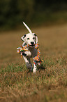 running Dalmatian Puppy