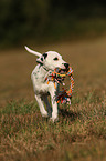 running Dalmatian Puppy