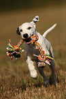 running Dalmatian Puppy
