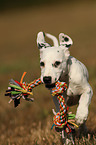running Dalmatian Puppy