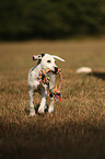 running Dalmatian Puppy