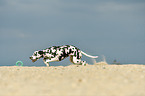 playing Dalmatian