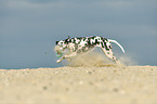 playing Dalmatian